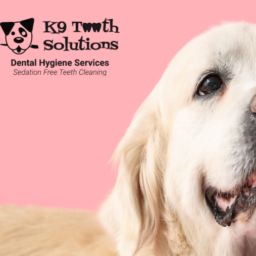 k9toothsolutions