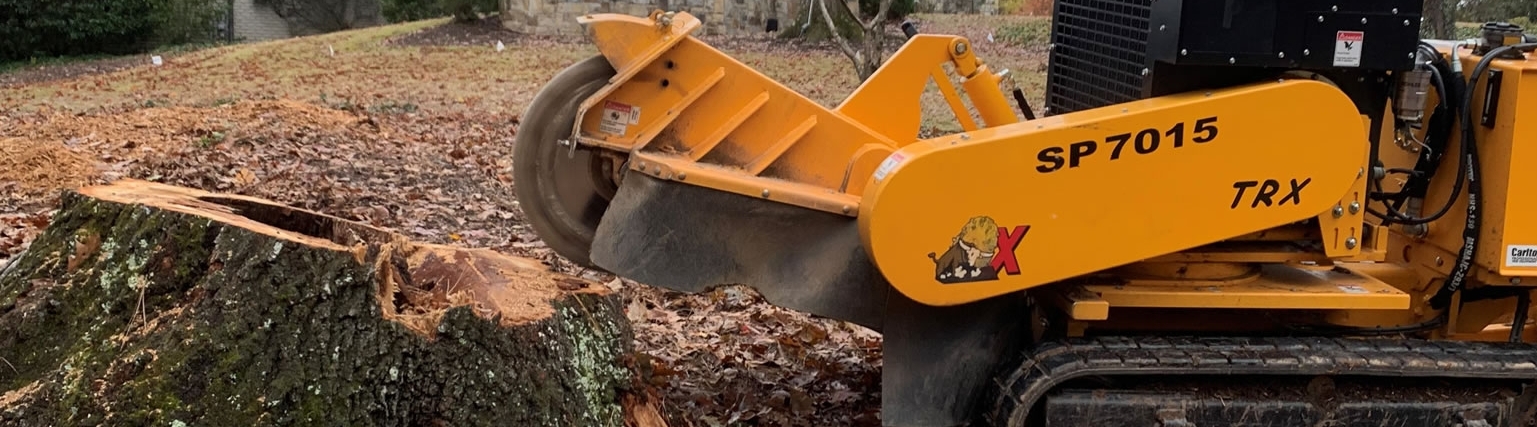 southernstarstump